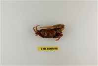 藏品(擬屠氏管招潮蟹)的圖片